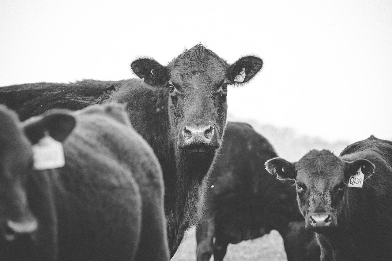 Black Angus USA