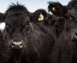 Label Angus Argentin *